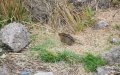 A four-striped grass mouse . They live in the heath and moorland zone.