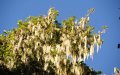 Kilimanjaro flora and fauna