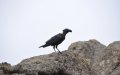 Crows are ever-present