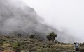 Human-like senecios in the mist create an eery atmosphere.
