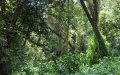 Lush and humid forested zone of the first day.