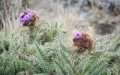 Mountain thistle (Carduus koniensis)